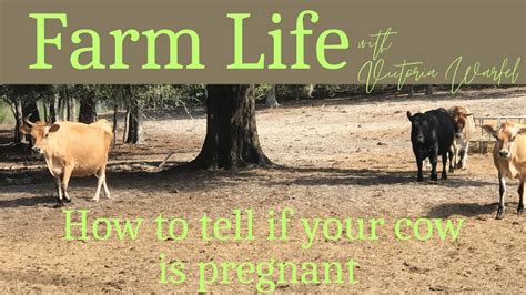 How soon can you tell if a heifer is pregnant?