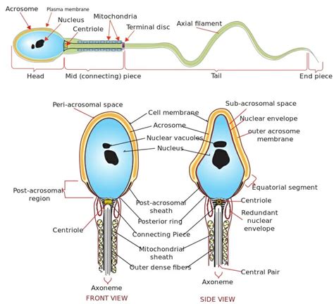 How sperm is made?