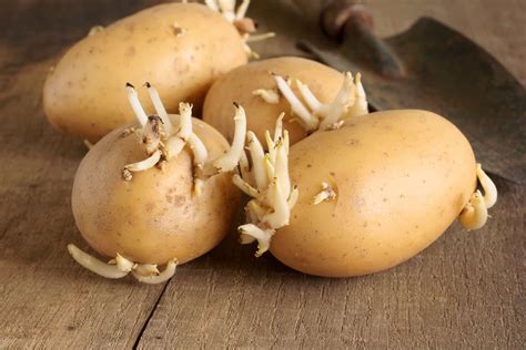 How sprouting of potatoes can be delayed?