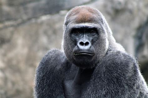 How strong is a gorilla's jaw?