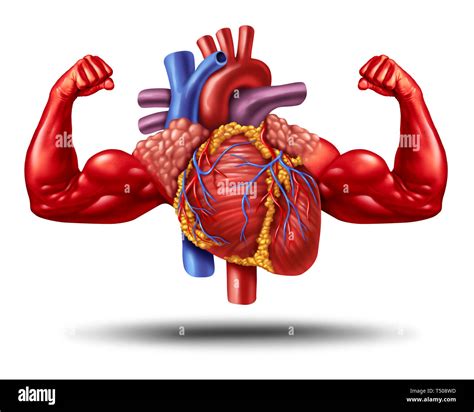 How strong is the human heart?