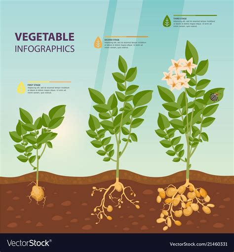 How tall do potato plants get?