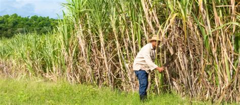 How tall does sugarcane grow?