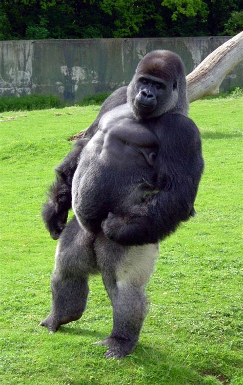 How tall is a gorilla?
