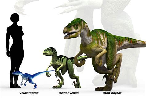 How tall is a raptor?