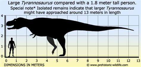 How tall is a rex?