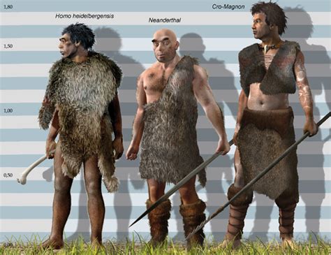 How tall were cavemen?