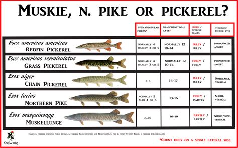 How to age pike?