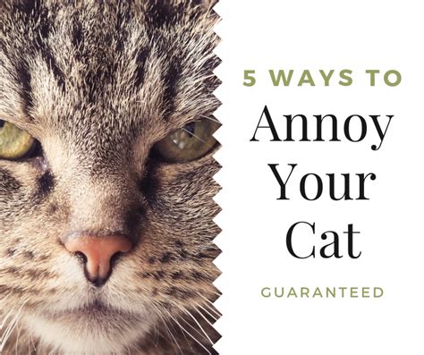 How to annoy a cat?