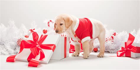 How to buy dog as a gift?