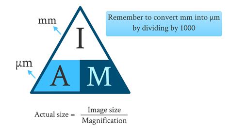 How to calculate the length or magnification of the object or organism?