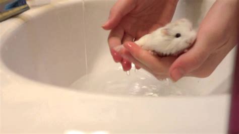 How to clean hamster's?