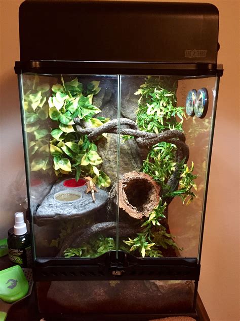 How to decorate a gecko tank?