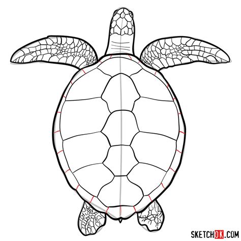 How to draw a turtle?