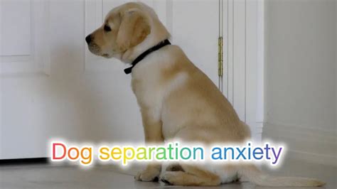 How to fix separation anxiety?