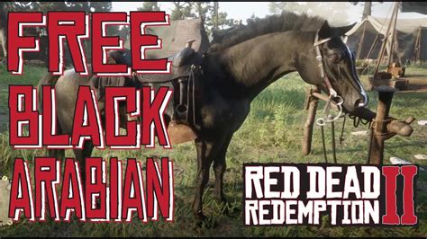 How to get a free black Arabian?