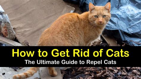 How to get rid of cat?