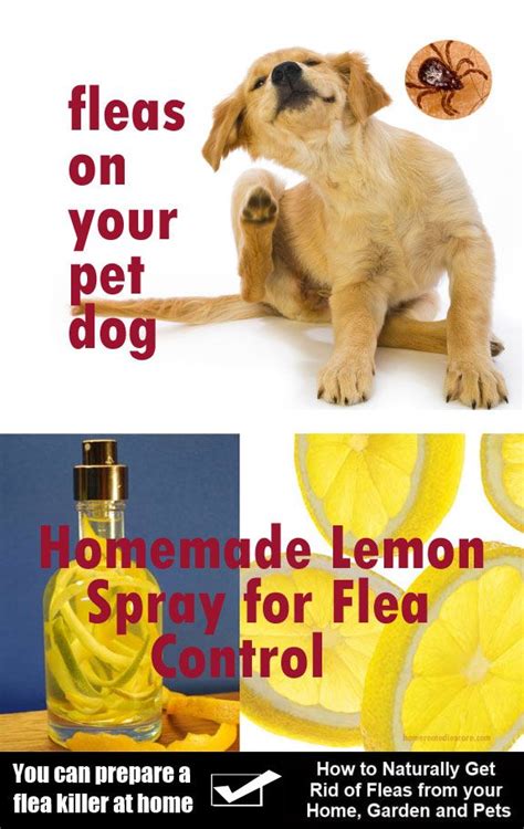 How to keep fleas away?