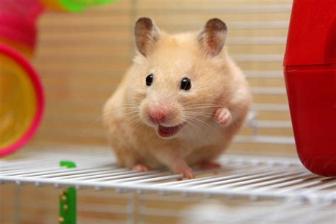 How to make a hamster happy?