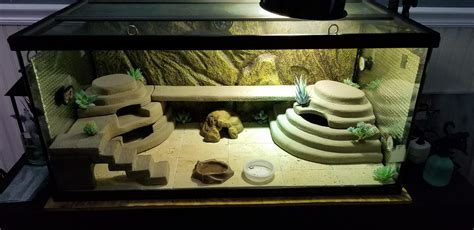 How to make a house for a gecko?