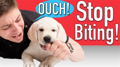 How to prevent a dog from biting you?