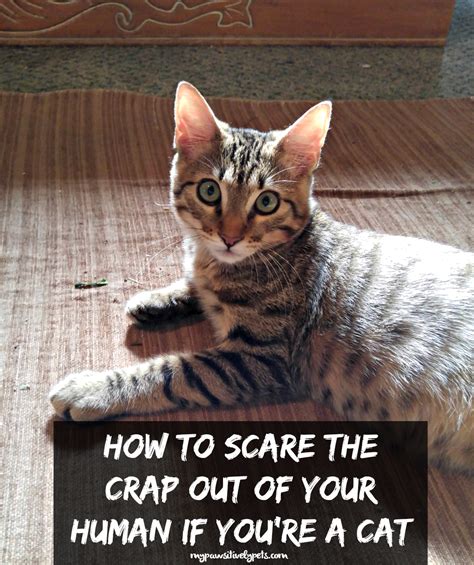 How to scare cat?