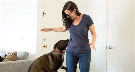 How to stop dogs from going crazy when someone comes to the door?
