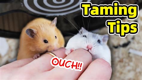 How to tame a hamster?