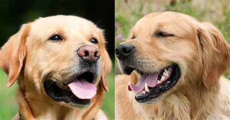 How to tell the difference between Labrador and Golden Retriever puppy?