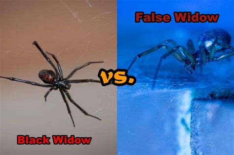 How to tell the difference between a false and a black widow?