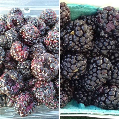 How to tell the difference between blackberries and black raspberries?