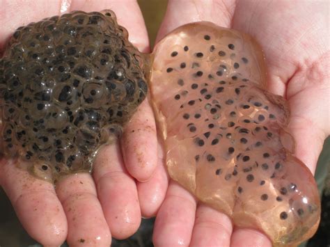 How to tell the difference between frog eggs and salamander eggs?