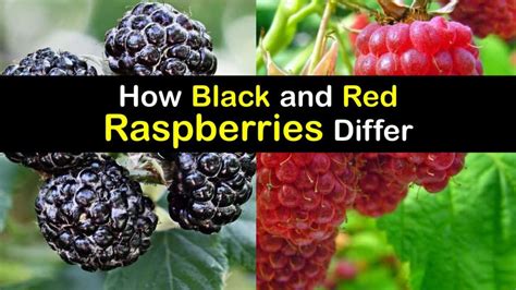 How to tell the difference between red raspberry and black raspberry plants?