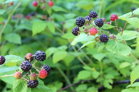 How to tell the difference between red raspberry and blackberry bushes?