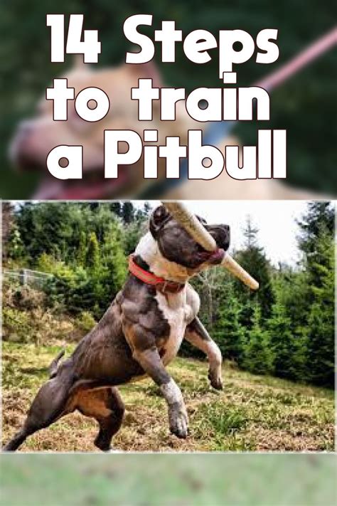 How to train a Pitbull?