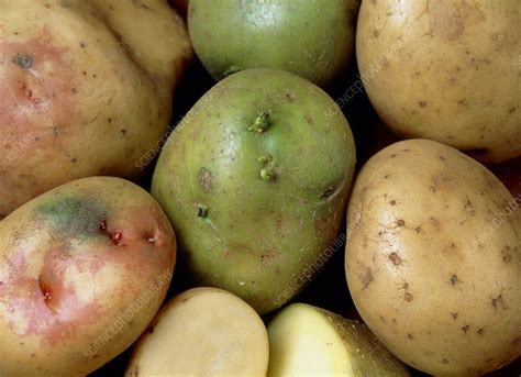 How toxic are rotten potatoes?