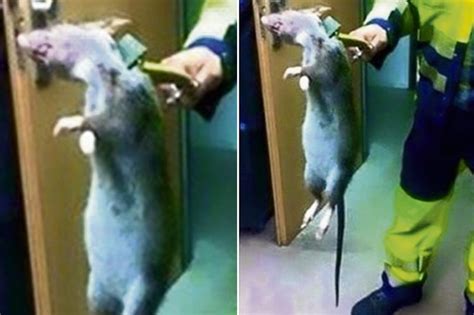 How toxic is a dead rat?