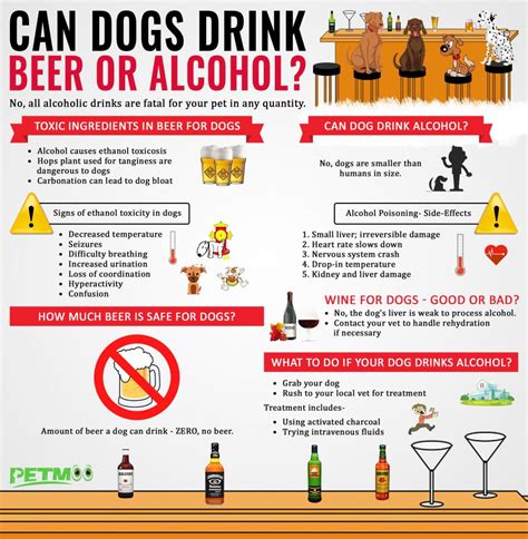 How toxic is alcohol to dogs?