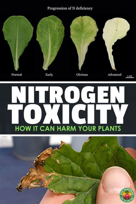 How toxic is nitrogen?