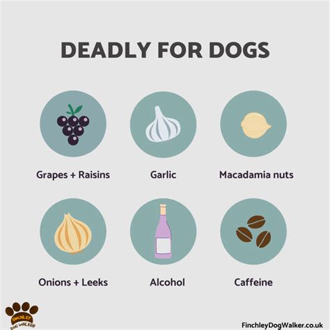 How toxic is onion to dogs?