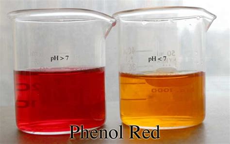 How toxic is phenol red?