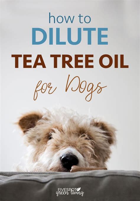 How toxic is tea to dogs?