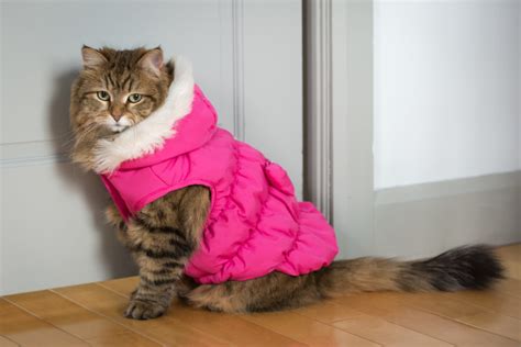 How warm is a cats coat?