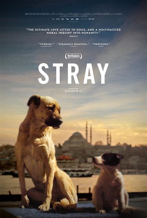 How was strays movie made?