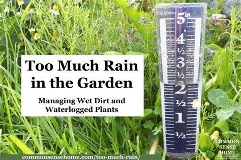 How wet is too wet to plant?