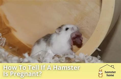 How will I know if my hamster is pregnant?