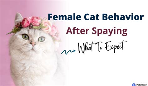 How will my female cat behave after being spayed?