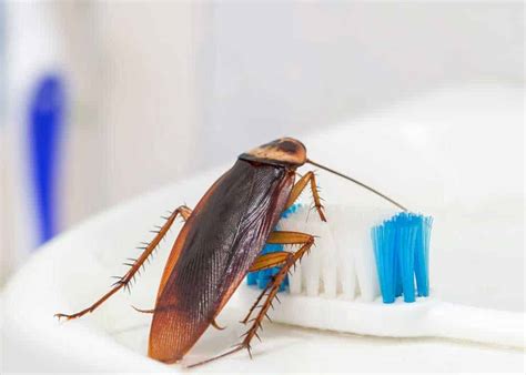 How worried should I be if I see a cockroach?