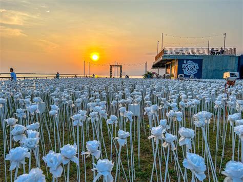 Is 10,000 roses real?