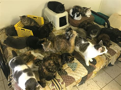 Is 10 cats hoarding?